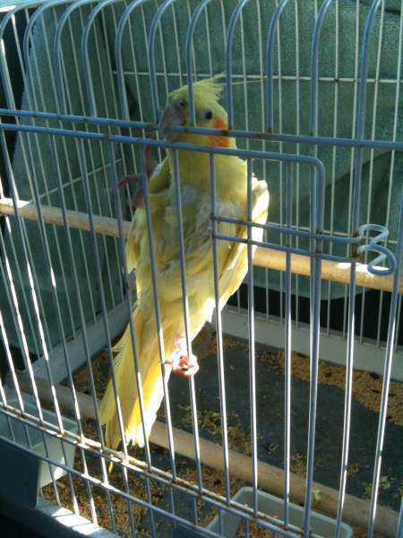 Found - Cockatiel - Unknown
