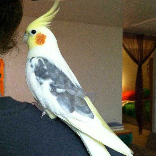 Found - Cockatiel - Unknown