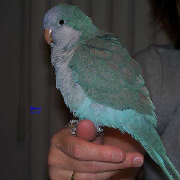 Lost - Quaker - Marley