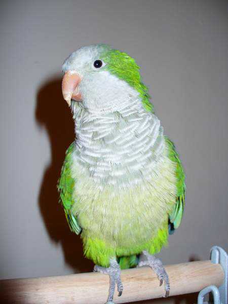 Lost - Quaker - Paco