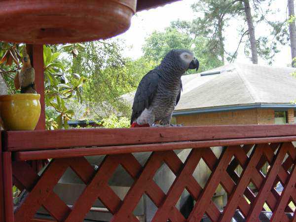 Lost - African Grey - Buddy