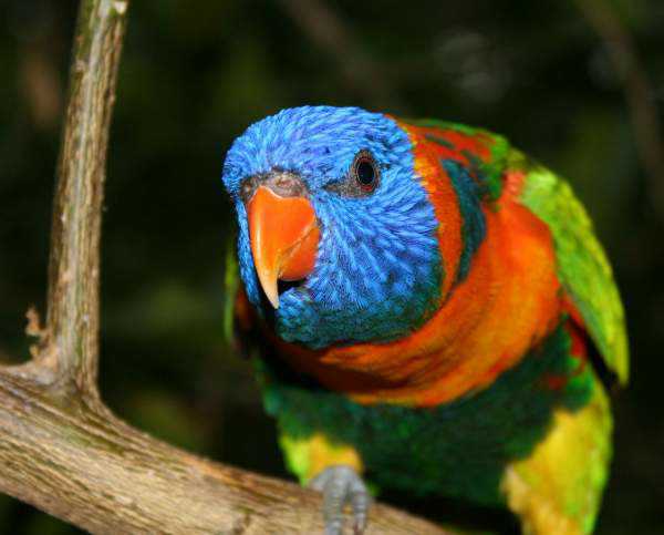 Lost - Lory / Lorikeet - Rocky