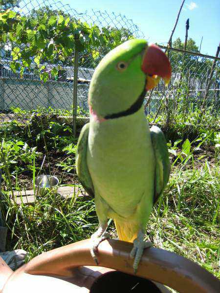 Lost - Alexandrine - Nanoo
