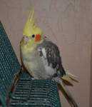 Lost - Cockatiel - Daisy