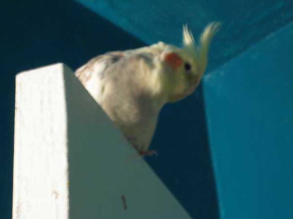 Lost - Cockatiel - Pearl