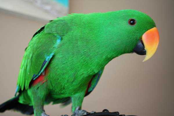 Lost - Eclectus - Dudley