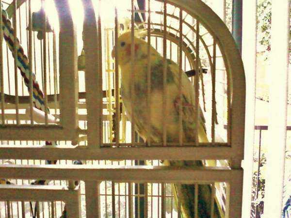 Lost - Cockatiel - Annie