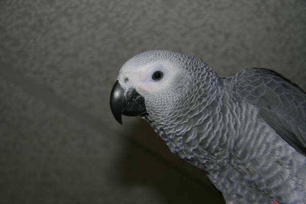 Lost - African Grey 