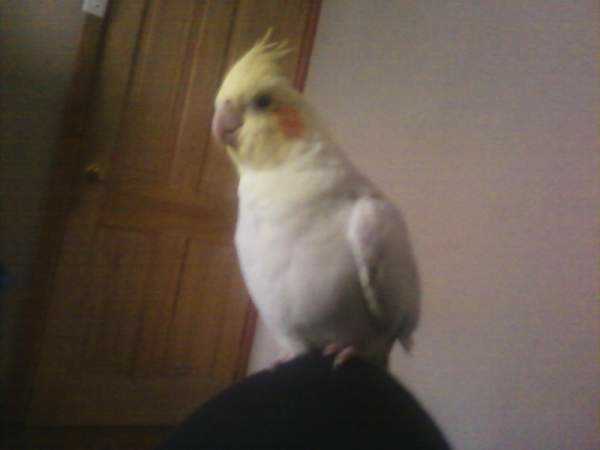 Lost - Cockatiel - Sexy