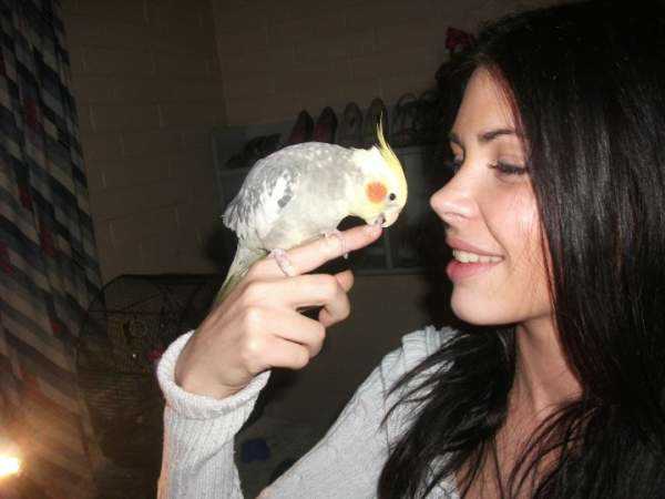 Lost - Cockatiel - Hanky