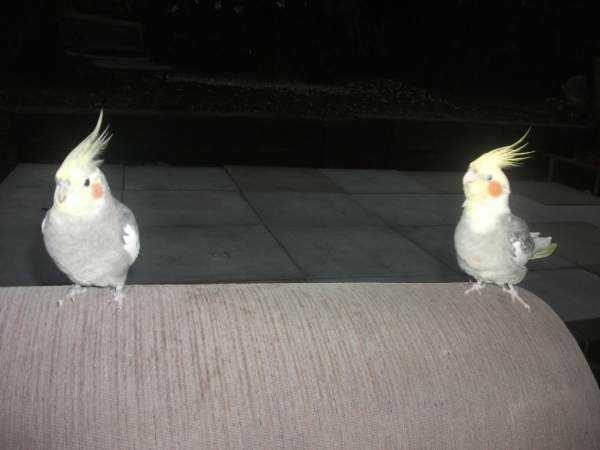 Lost - Cockatiel - Bruno