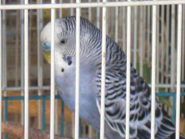 Lost - Parakeet - Smokey