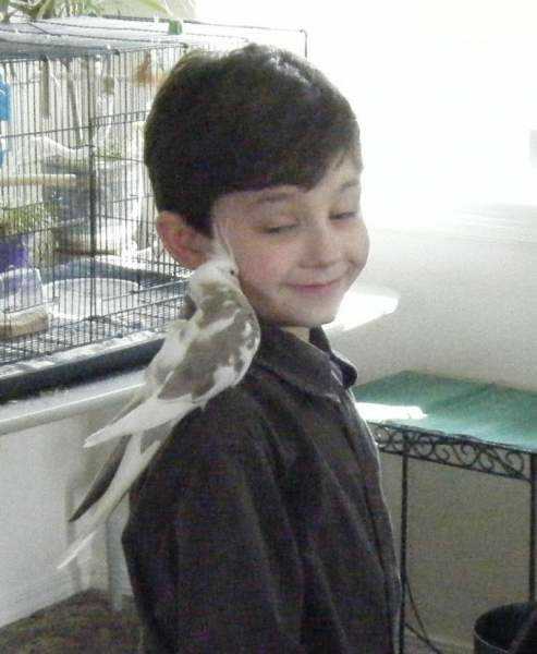 Lost - Cockatiel - Pebble Beige