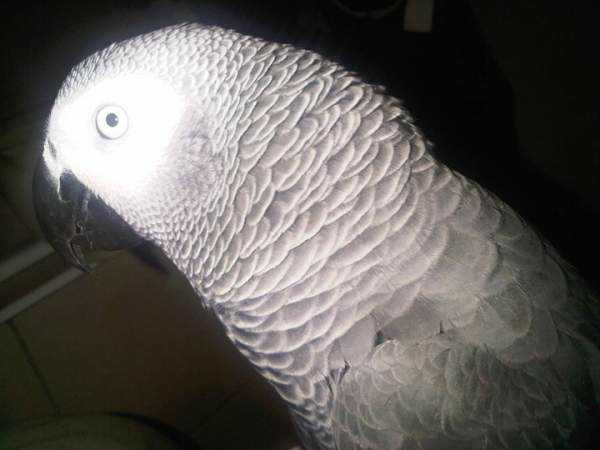 Lost - African Grey - Nelson
