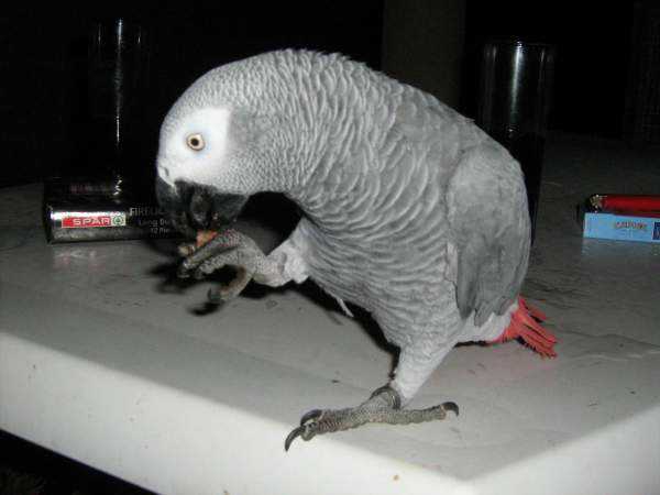 Lost - African Grey - Hoender