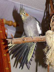 Lost - Cockatiel 