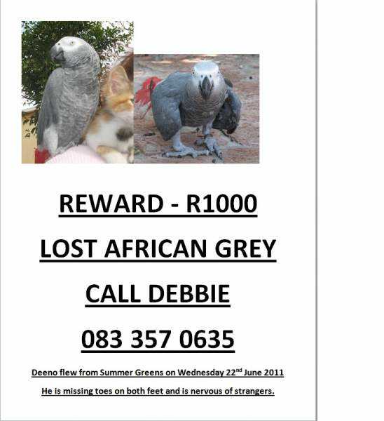 Lost - African Grey - Dino
