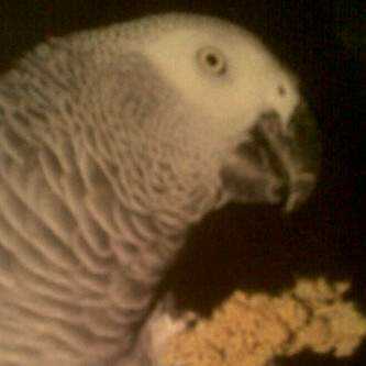 Lost - African Grey 