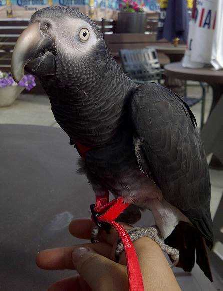Lost - African Grey - Kiwi