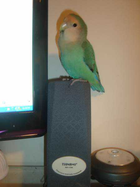 Lost - Lovebird - Skye