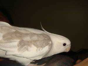Lost - Cockatiel - Noisey