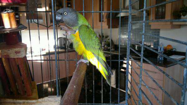 Lost - Senegal - Rusta