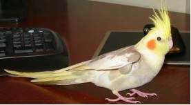 Lost - Cockatiel 