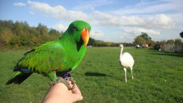 Lost - Eclectus - Papoo