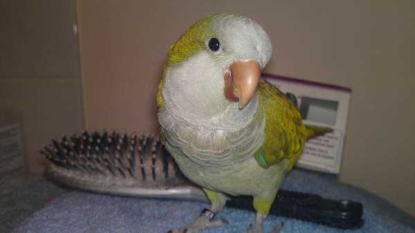 Lost - Quaker - Clio