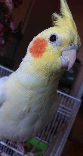 Lost - Cockatiel - Coco