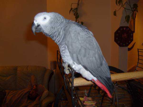 Lost - African Grey - Wolly