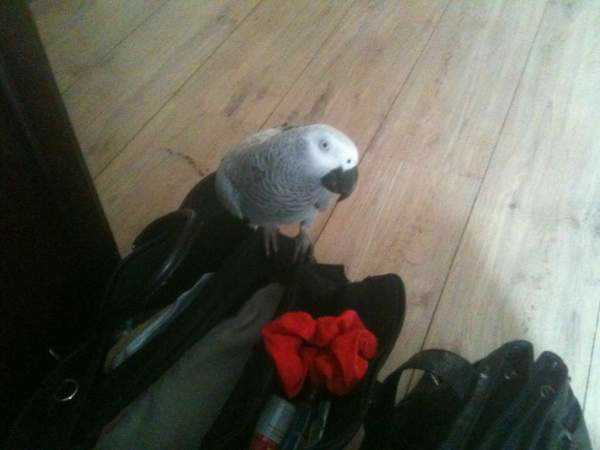 Lost - African Grey 