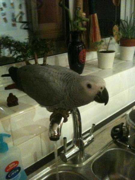 Lost - African Grey - Princess
