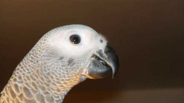 Lost - African Grey - Bobby