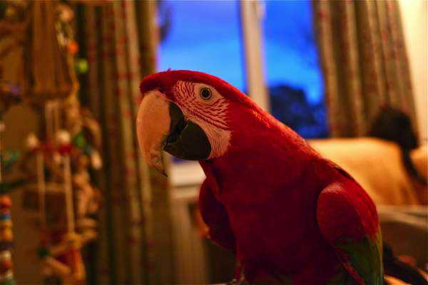 Lost - Macaw - Evie
