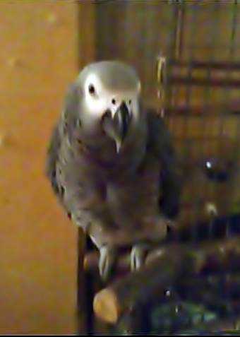 Lost - African Grey - Coco