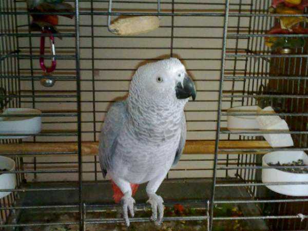 Lost - African Grey - Deamon
