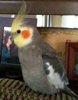 Lost - Cockatiel - Bailey