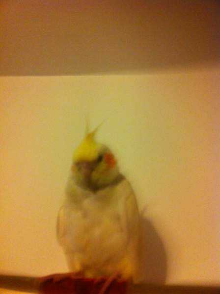 Lost - Cockatiel - Ricky