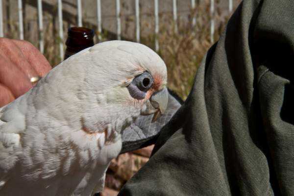 Lost - Cockatoo - Trudy