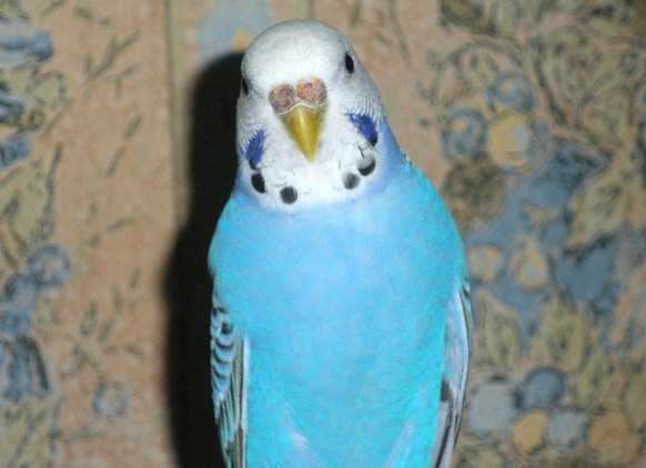 Lost - Parakeet - Cheeky