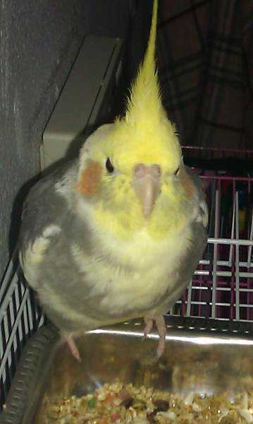 Lost - Cockatiel - Cucuru