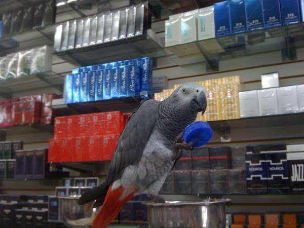 Lost - African Grey 
