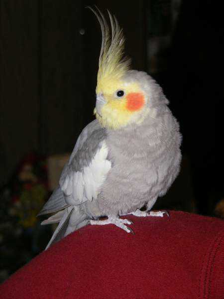 Lost - Cockatiel - Spoof