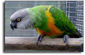 Lost - Senegal - Spanky