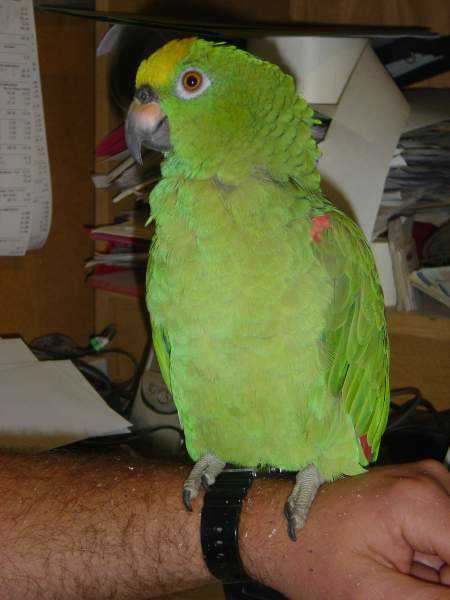 Lost - Amazon - Alfie