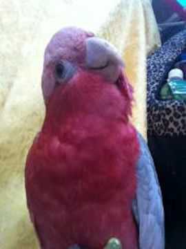 Lost - Galah Cockatoo - Markus Or Kushkush