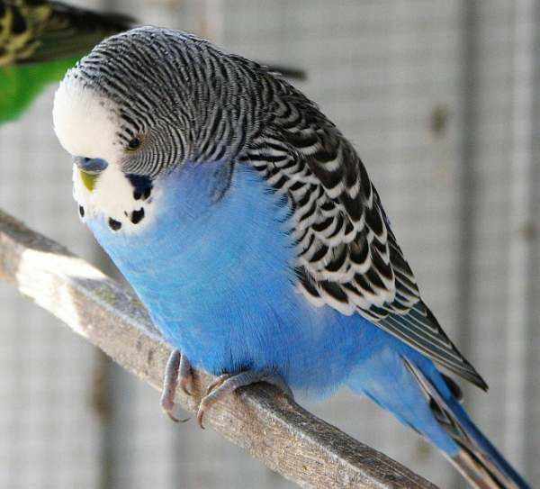 Lost - Budgerigar - Blue Boy Or Bluey
