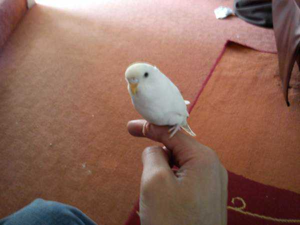 Lost - Budgerigar - Tissue
