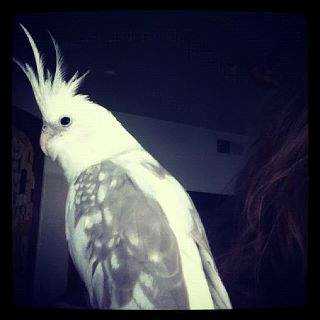 Lost - Cockatiel - Doodle